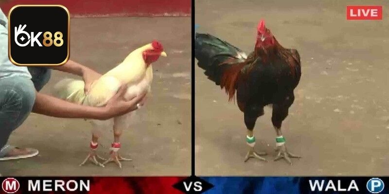 Các lựa chọn đặt cược đá gà mạng